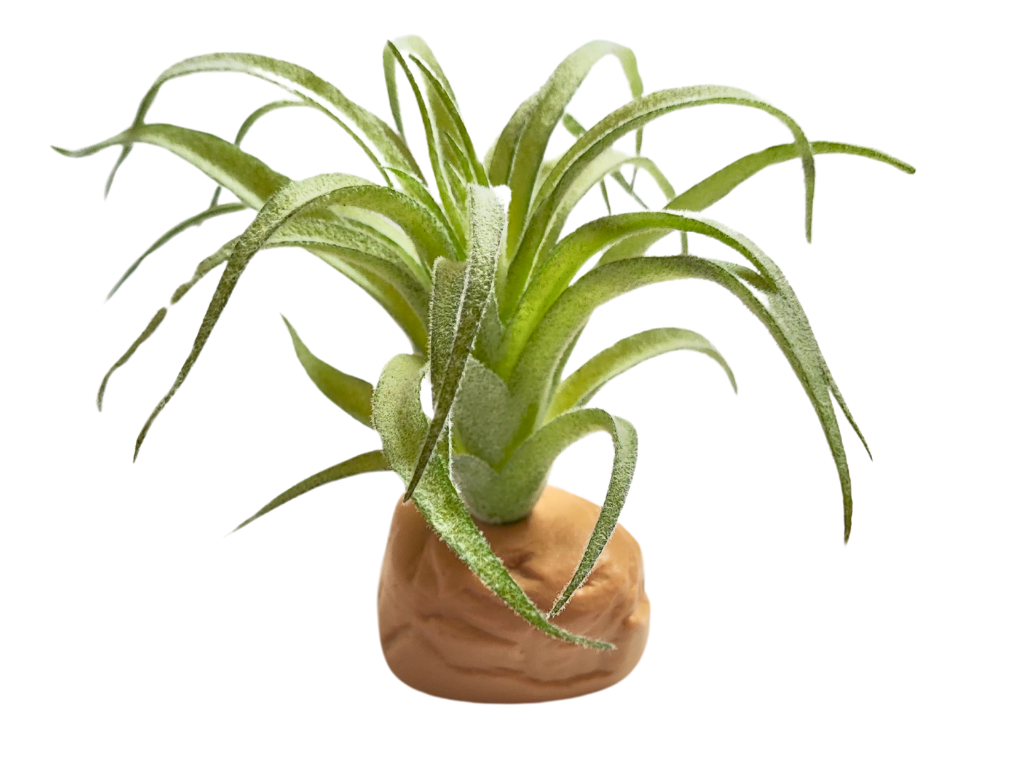 Planta Tillandsia de decoración para terrarios