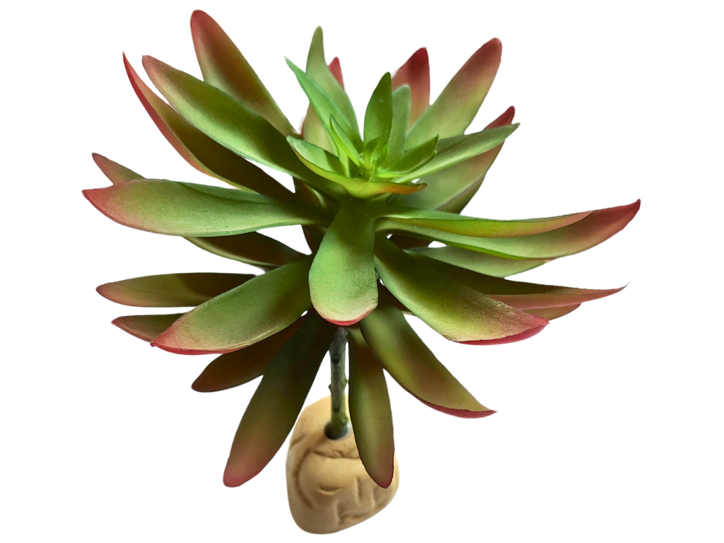Planta Capitella de decoración para terrarios