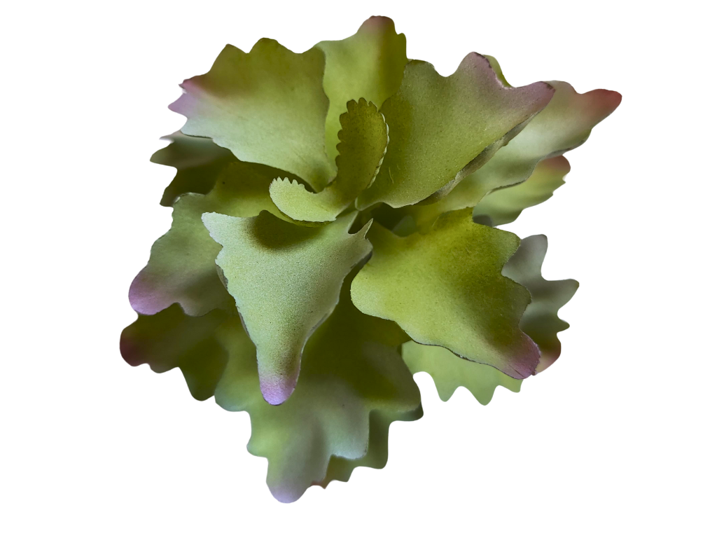 Planta Kalanchoe de decoración para terrarios