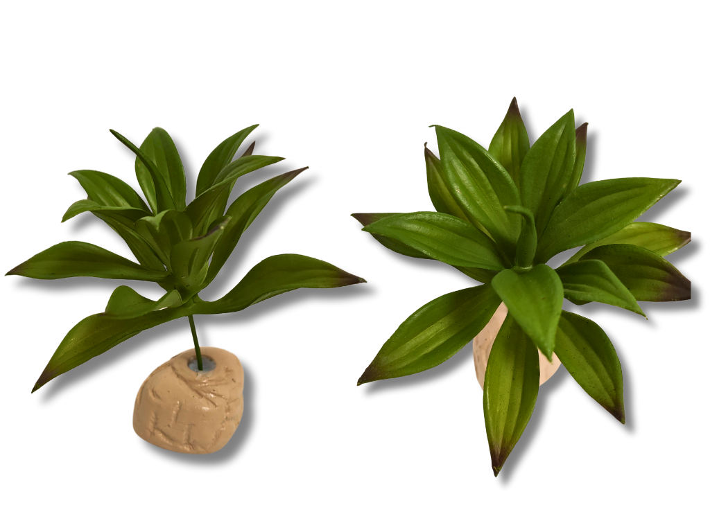 Planta Lilium de decoración para terrarios