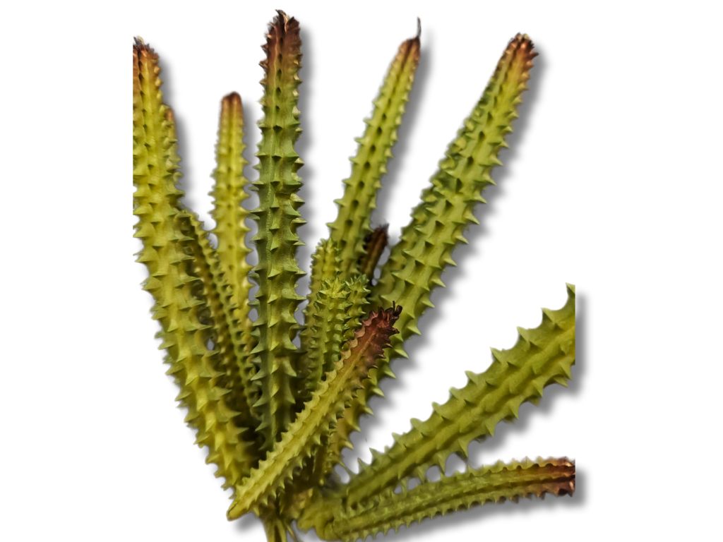 Planta Huernia de decoración para terrarios