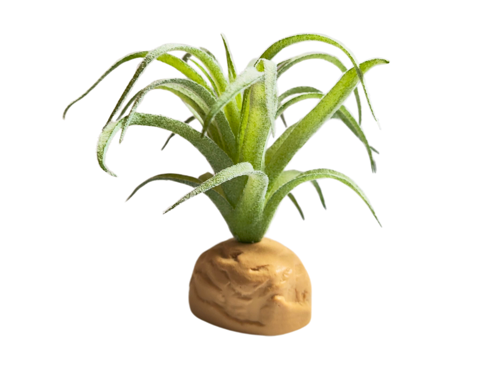 Planta Tillandsia de decoración para terrarios