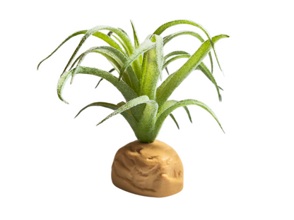Planta Tillandsia de decoración para terrarios