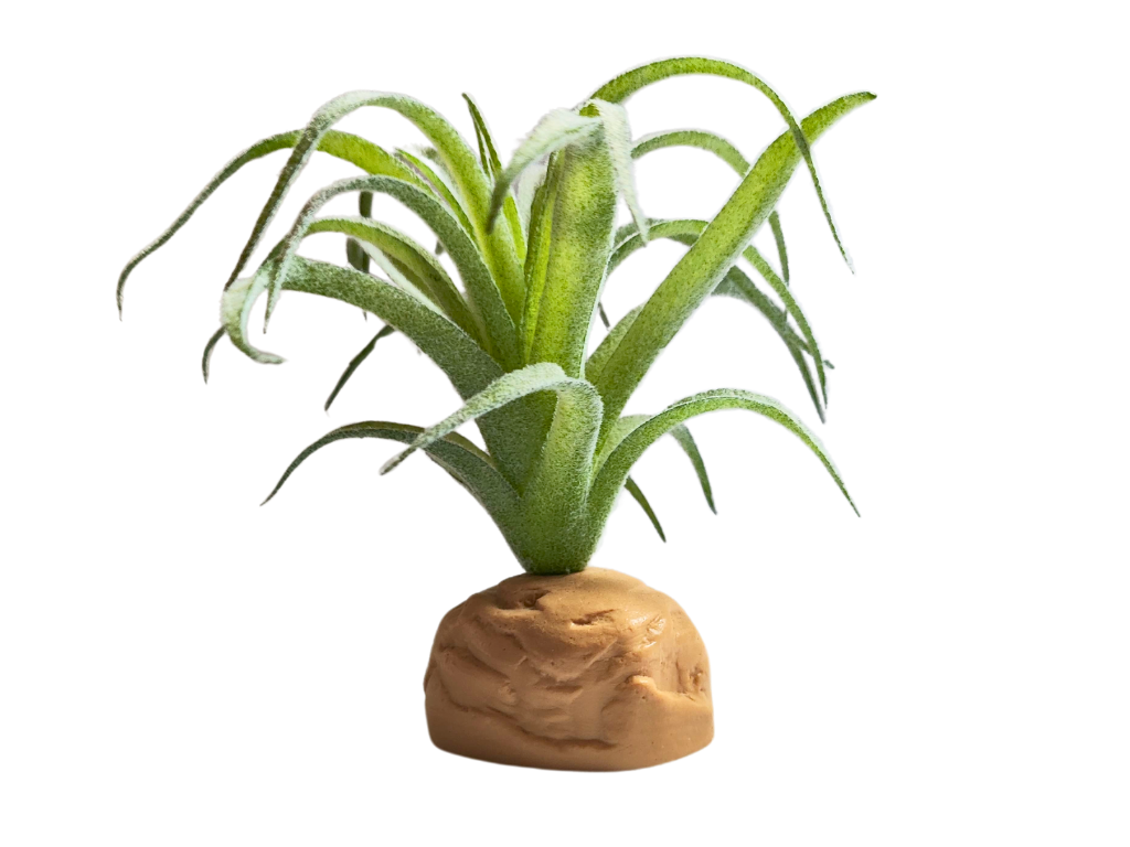 Planta Tillandsia de decoración para terrarios