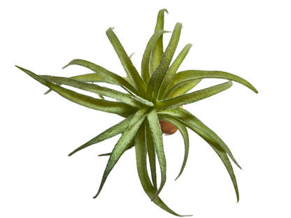 Planta Tillandsia de decoración para terrarios