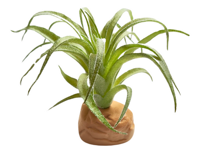 Planta Tillandsia de decoración para terrarios