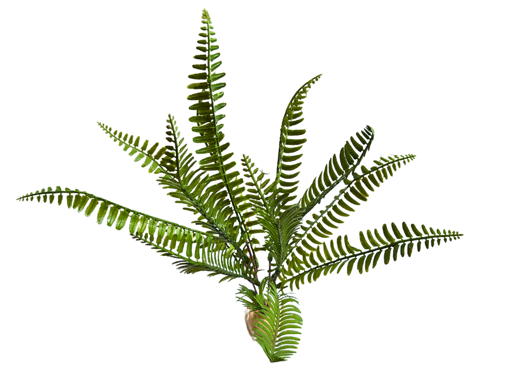 Planta Helecho 35cm de decoración para terrarios