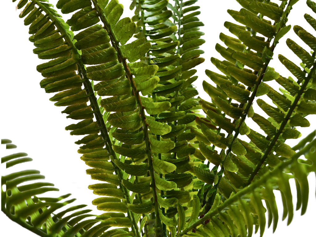 Planta Helecho 35cm de decoración para terrarios
