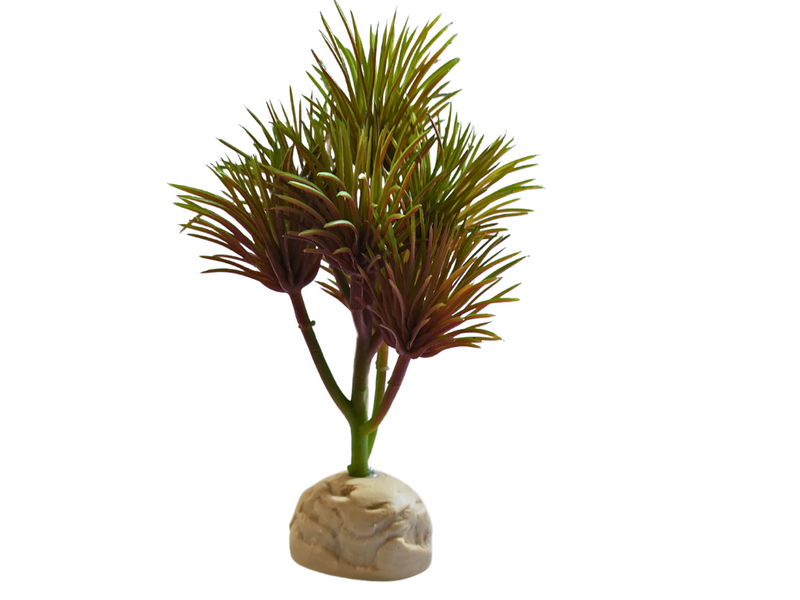 Planta Kleinia de decoración para terrarios