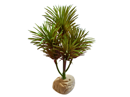 Planta Kleinia de decoración para terrarios
