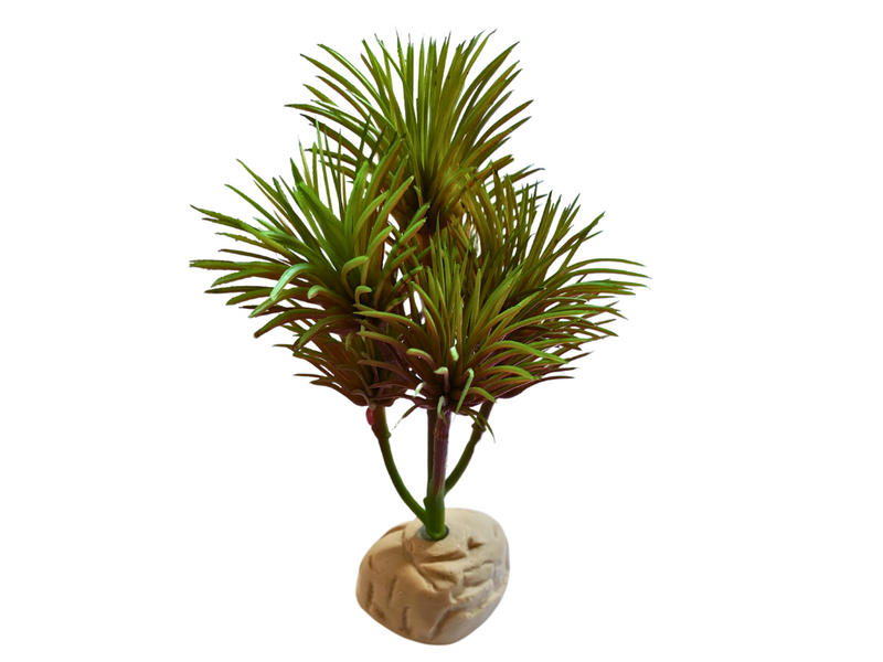Planta Kleinia de decoración para terrarios