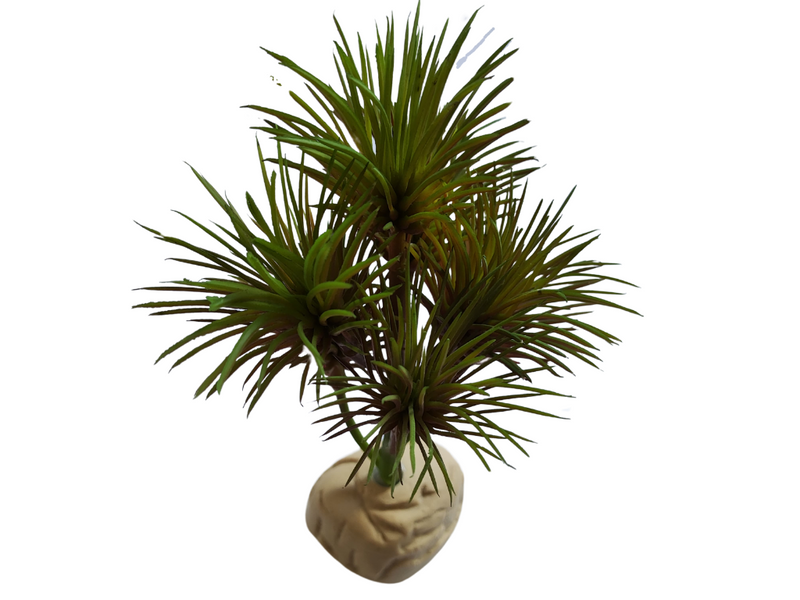 Planta Kleinia de decoración para terrarios