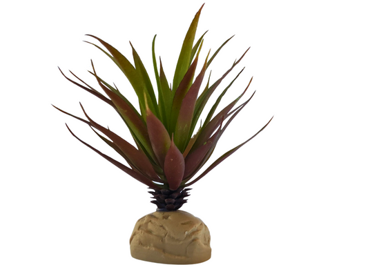 Planta Ananas de decoración para terrarios