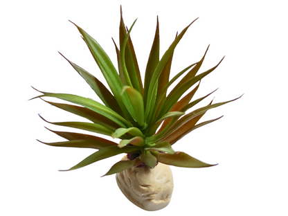 Planta Ananas de decoración para terrarios