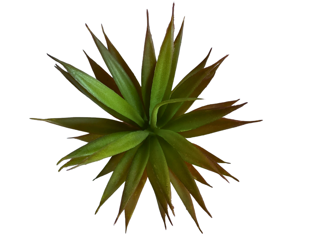 Planta Ananas de decoración para terrarios