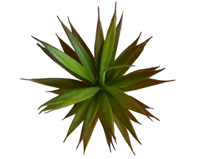 Planta Ananas de decoración para terrarios