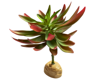 Planta Capitella de decoración para terrarios