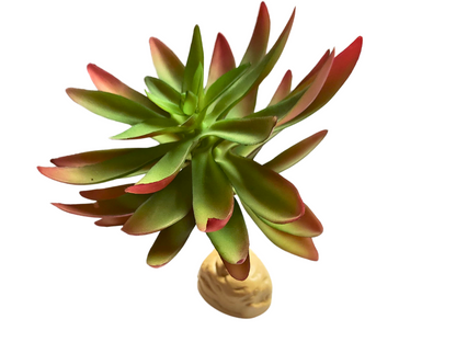 Planta Capitella de decoración para terrarios