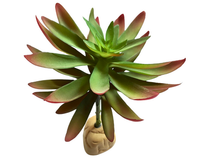 Planta Capitella de decoración para terrarios