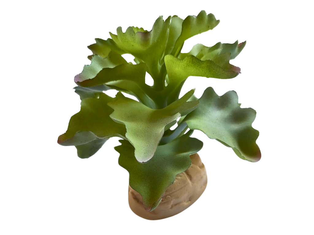 Planta Kalanchoe de decoración para terrarios