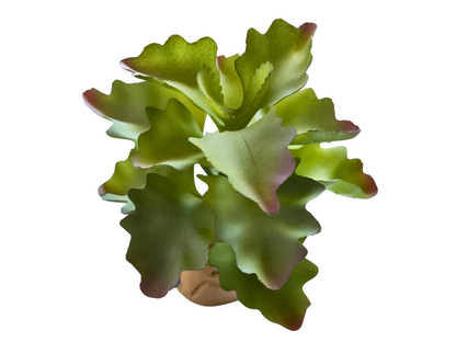Planta Kalanchoe de decoración para terrarios