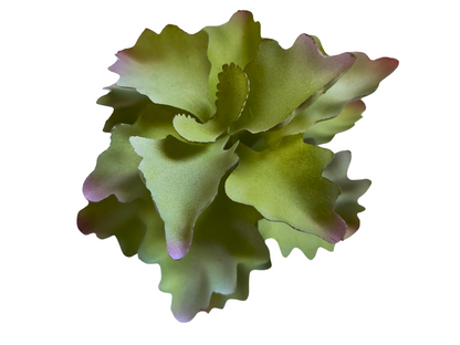 Planta Kalanchoe de decoración para terrarios