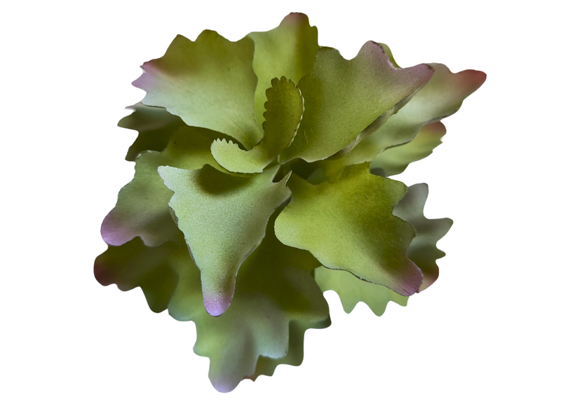 Planta Kalanchoe de decoración para terrarios