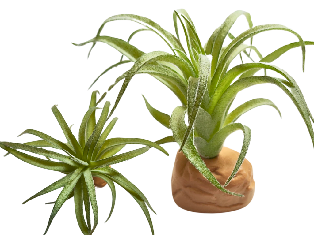 Planta Tillandsia de decoración para terrarios