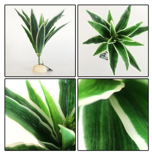 Planta de decoración para terrarios