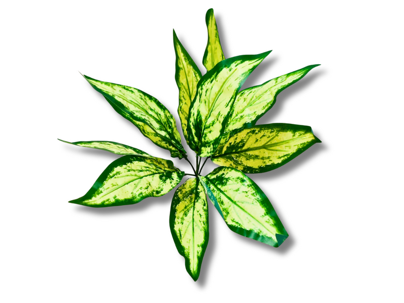 Planta Aglaonema de decoración para terrarios