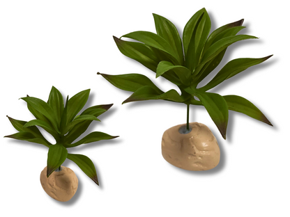 Planta Lilium de decoración para terrarios
