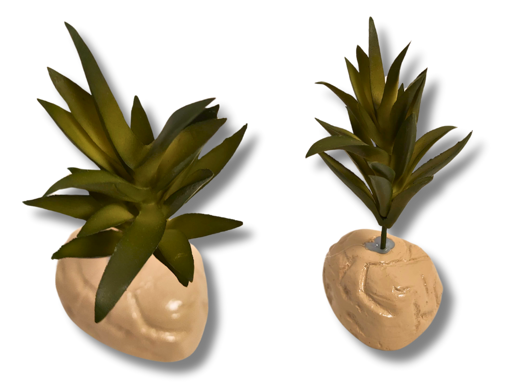 Planta Suculenta de decoración para terrarios