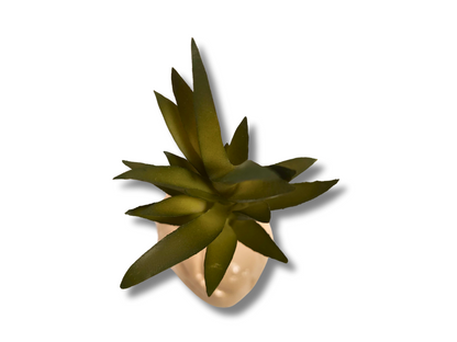 Planta Suculenta de decoración para terrarios