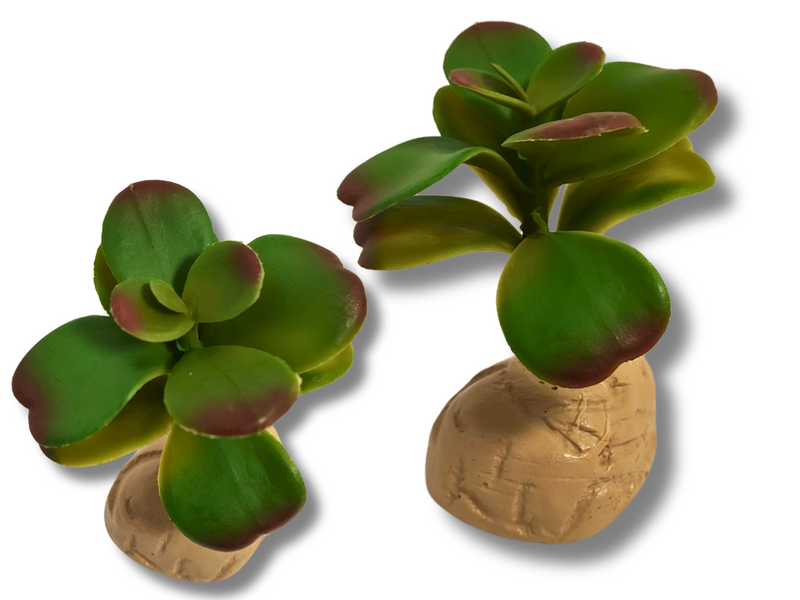 Planta Ovata de decoración para terrarios
