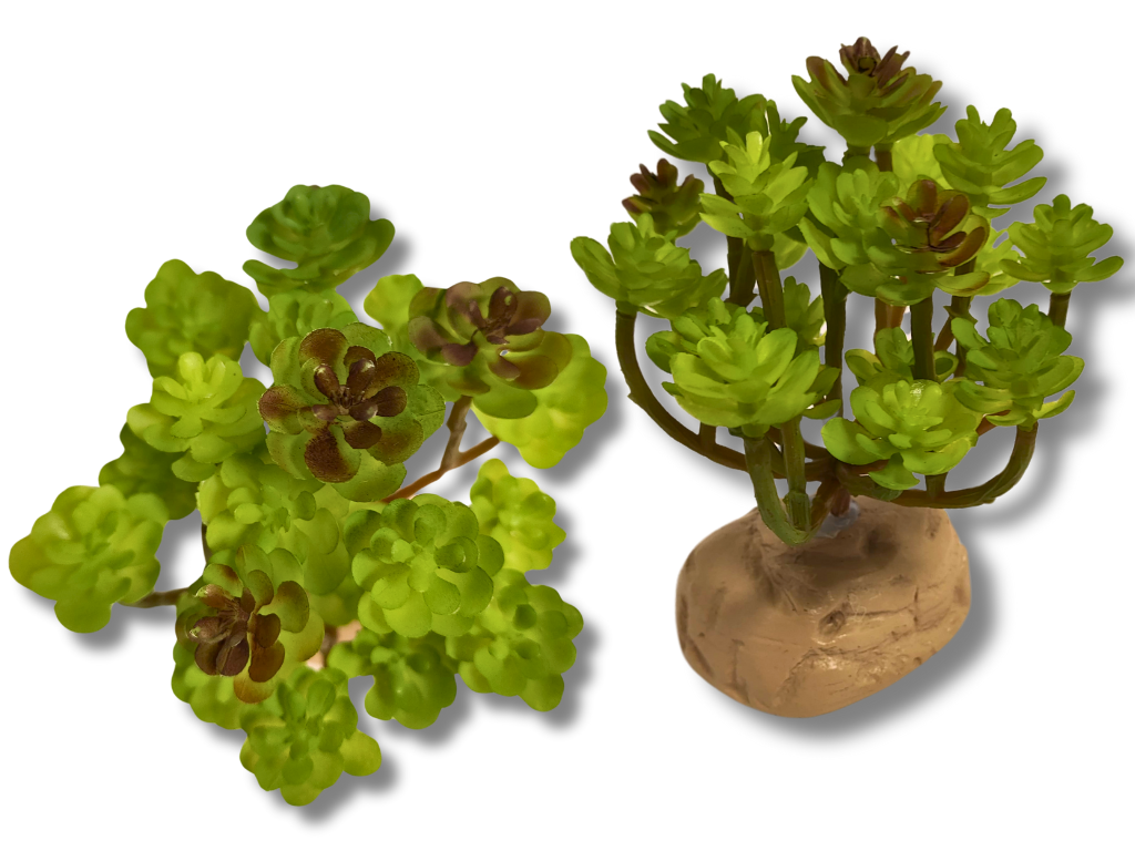 Planta Sedum de decoración para terrarios