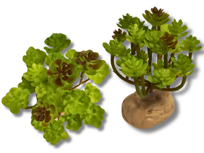 Planta Sedum de decoración para terrarios