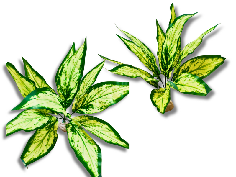 Planta Aglaonema de decoración para terrarios