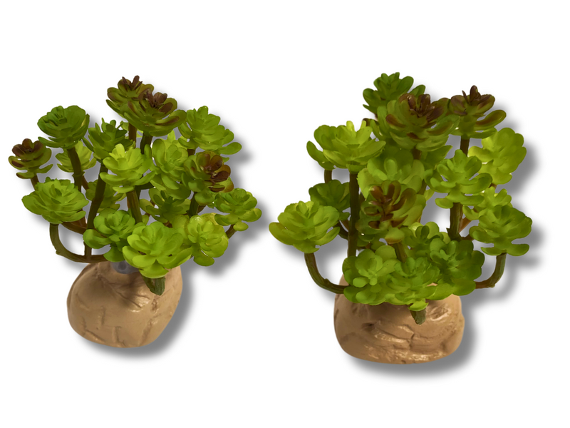 Planta Sedum de decoración para terrarios