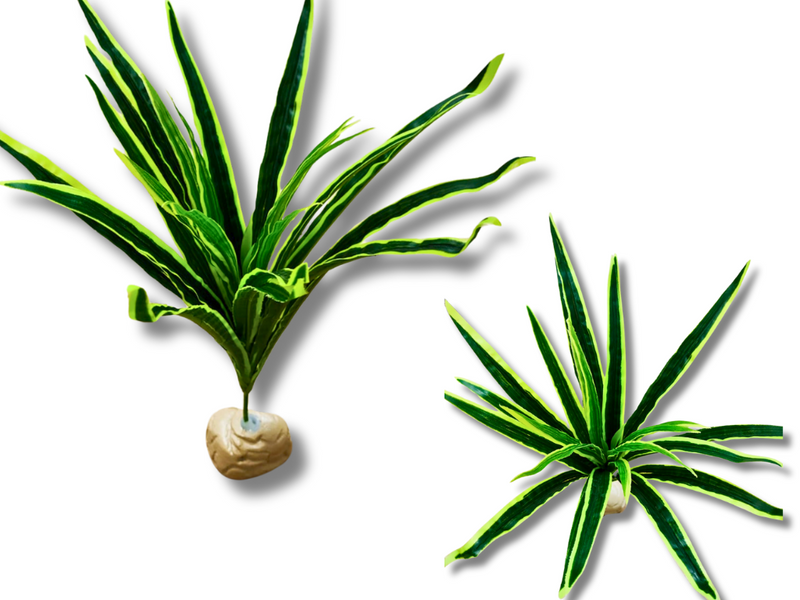 Planta Cinta de decoración para terrarios