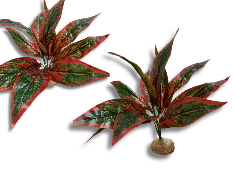 Planta Amaranto de decoración para terrarios