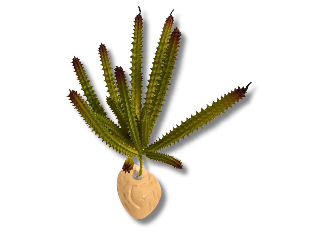 Planta Huernia de decoración para terrarios