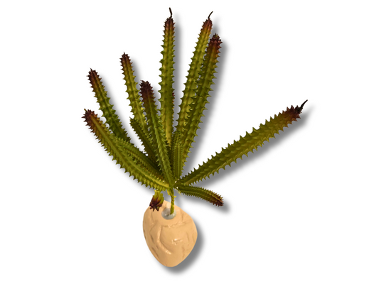 Planta Huernia de decoración para terrarios